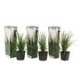 Voir la diapositive 1 : PLANT IN A BOX Herbe de la Pampa - Set de 3 - Cortaderia selloana - Hauteur 25-40cm - ⌀9cm