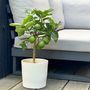Voir la diapositive 4 : PLANT IN A BOX Citronnier - Citrus limon - Hauteur 60-70cm - ⌀19cm