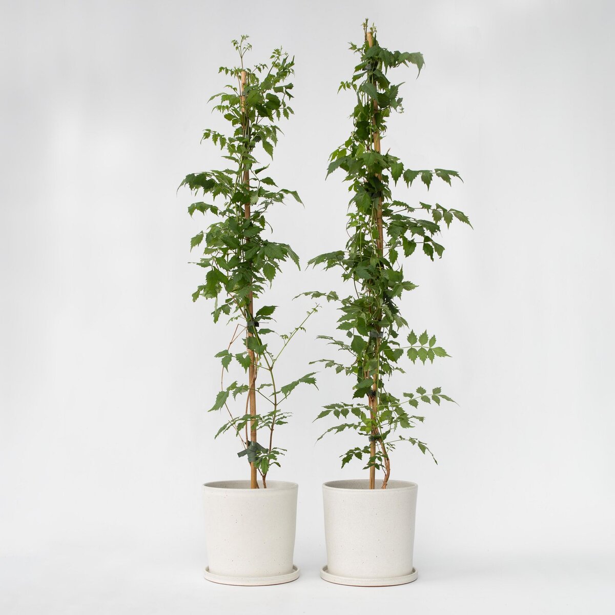 PLANT IN A BOX Bignone à trompettes - Set de 2 - Campsis 'Mme Galen' - H110-120cm - ⌀17cm