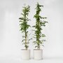 Voir la diapositive 5 : PLANT IN A BOX Bignone à trompettes - Set de 2 - Campsis 'Mme Galen' - H110-120cm - ⌀17cm