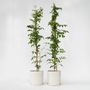 Voir la diapositive 5 : PLANT IN A BOX Bignone à trompettes - Set de 2 - Campsis 'Mme Galen' - H110-120cm - ⌀17cm