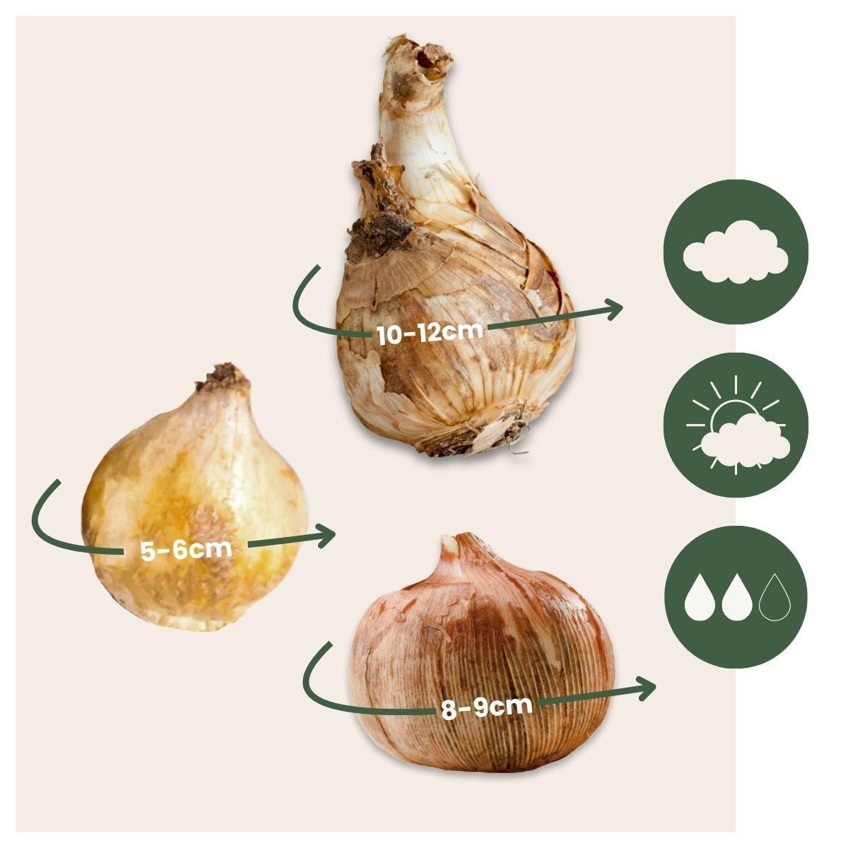 PLANT IN A BOX Coffret Jardin Ombragé - 50 bulbes pour ombre & mi-ombre