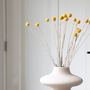 Voir la diapositive 4 : PLANT IN A BOX Fleurs séchées - Bouquet 'Craspedia natural yellow'