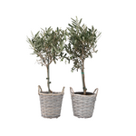 PLANT IN A BOX Olivier - Set de 2 - Olea europaea - Hauteur 50-60cm - ⌀14cm