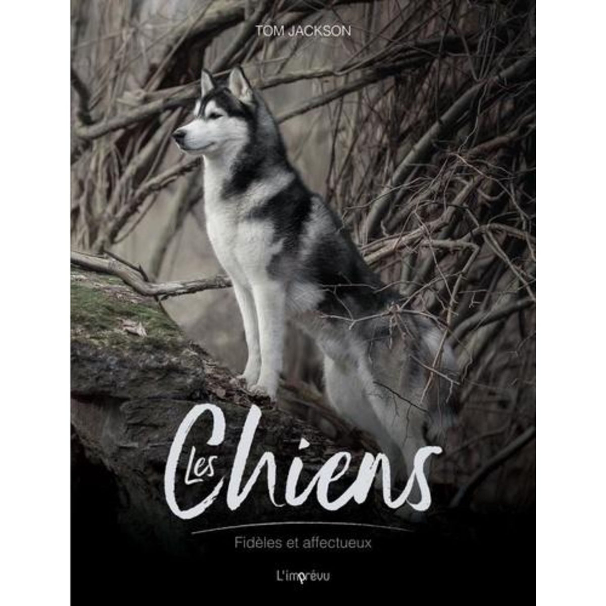 LES CHIENS. FIDELES ET COURAGEUX, Jackson Tom