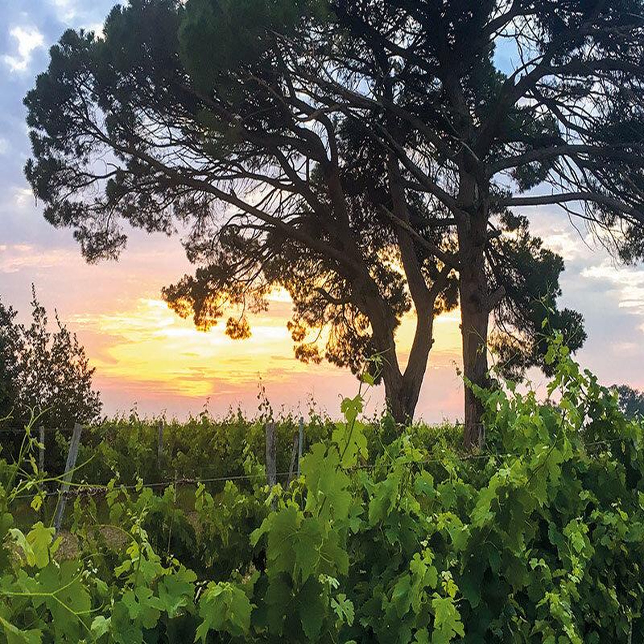 Voir la diapositive 4 : Smartbox Visite d'une safranière et d'un vignoble en agriculture biologique avec dégustations - coffret cadeau gastronomie