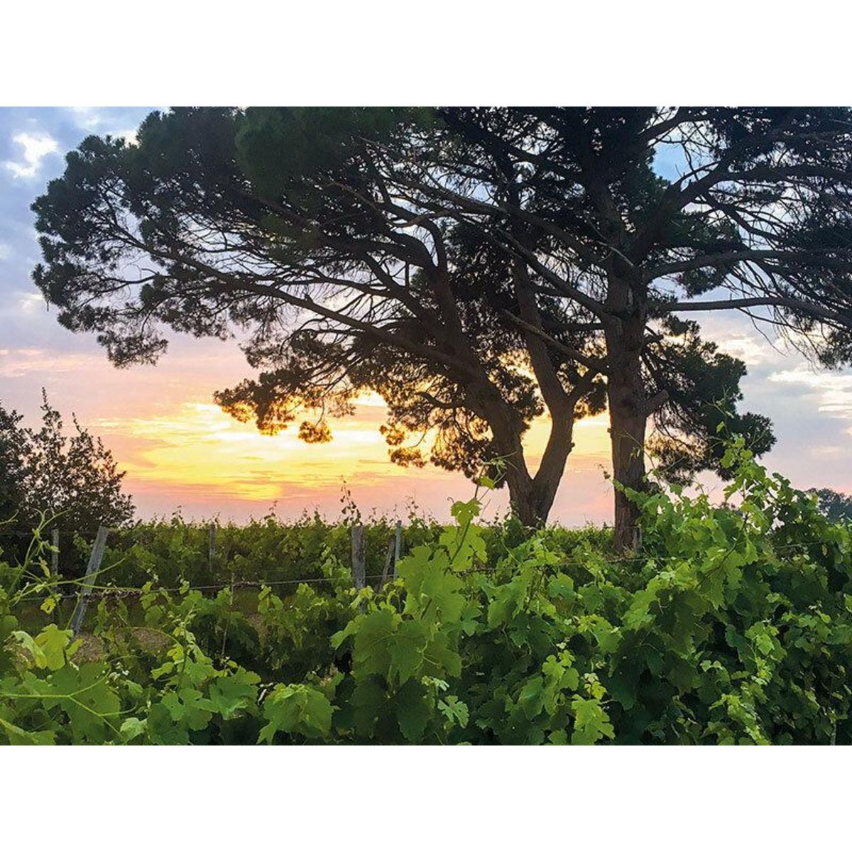 Smartbox Visite d'une safranière et d'un vignoble en agriculture biologique avec dégustations - Coffret Cadeau Gastronomie