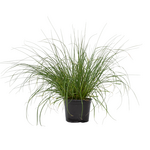 PLANT IN A BOX Pennisétum - Pennisetum alopecuroides 'Hameln' - Hauteur 20-30cm - ⌀23cm