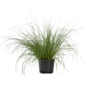 Voir la diapositive 1 : PLANT IN A BOX Pennisétum - Pennisetum alopecuroides 'Hameln' - Hauteur 20-30cm - ⌀23cm