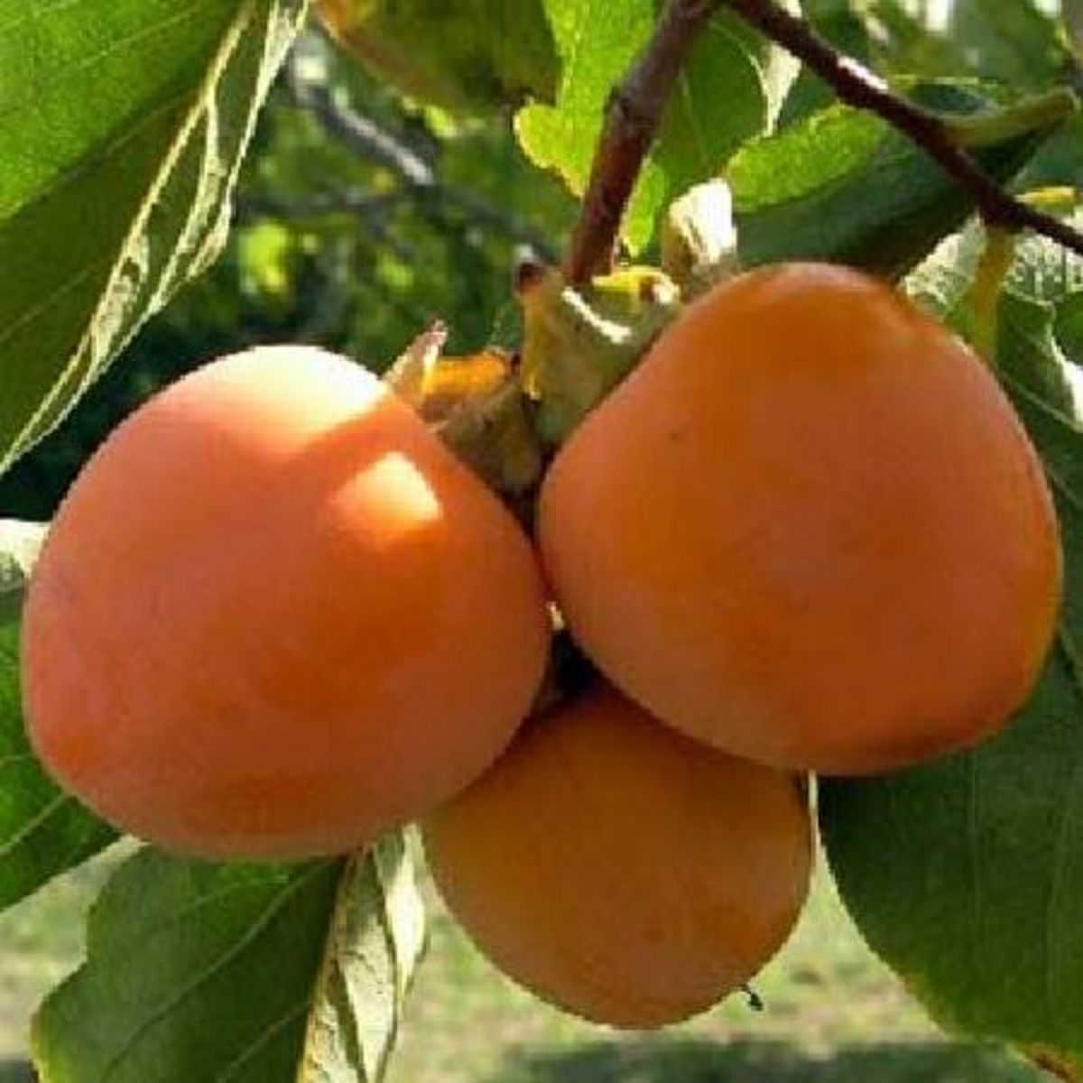 Diospyros Kaki