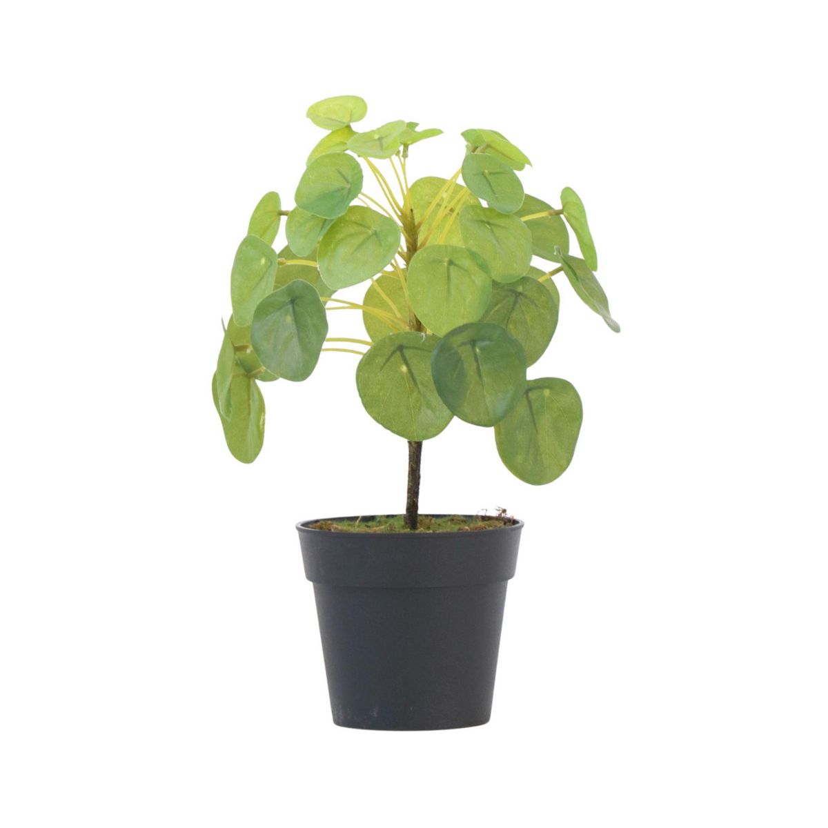 PLANT IN A BOX Pilea Peperomioides artificiel - Hauteur 30cm