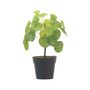 Voir la diapositive 1 : PLANT IN A BOX Pilea Peperomioides artificiel - Hauteur 30cm