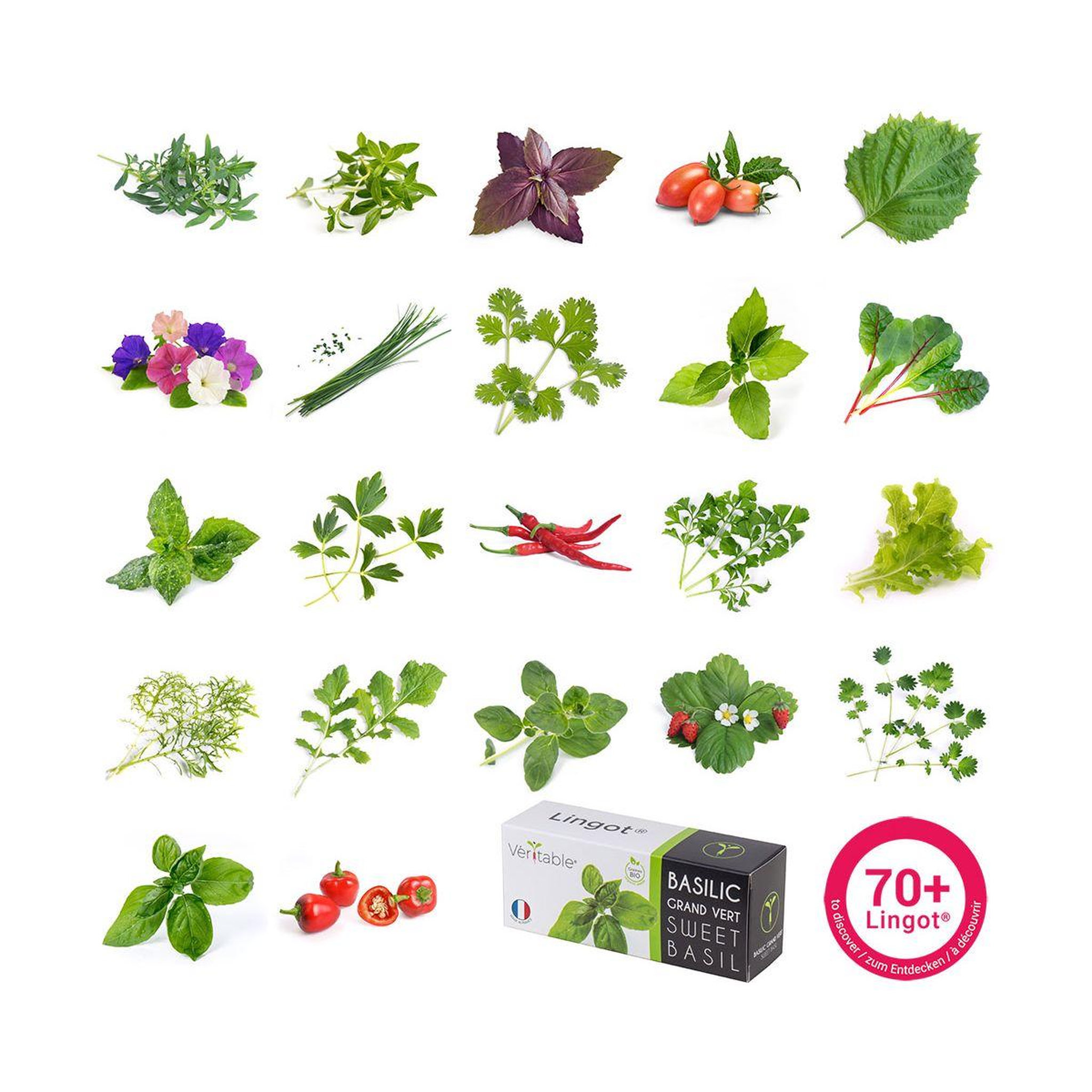 Voir la diapositive 4 : VERITABLE Recharge jardin d'intérieur Mizuna BIO