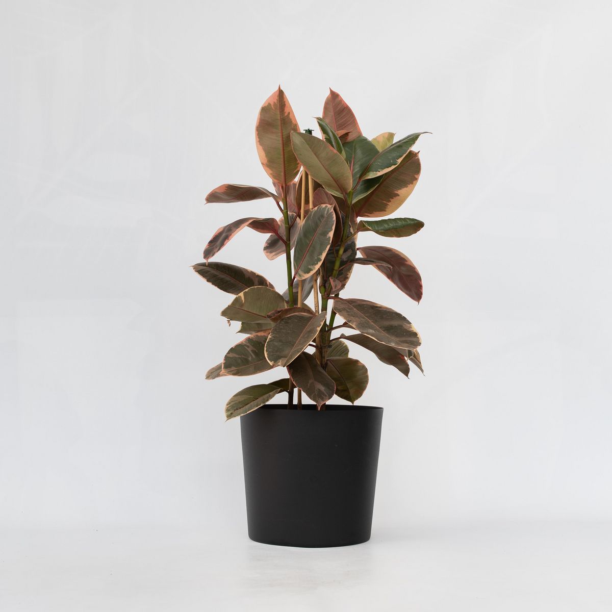 PLANT IN A BOX Caoutchouc - Ficus Elastica 'Belize' - Hauteur 75-100cm - ⌀24cm