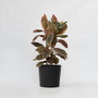Voir la diapositive 6 : PLANT IN A BOX Caoutchouc - Ficus Elastica 'Belize' - Hauteur 75-100cm - ⌀24cm