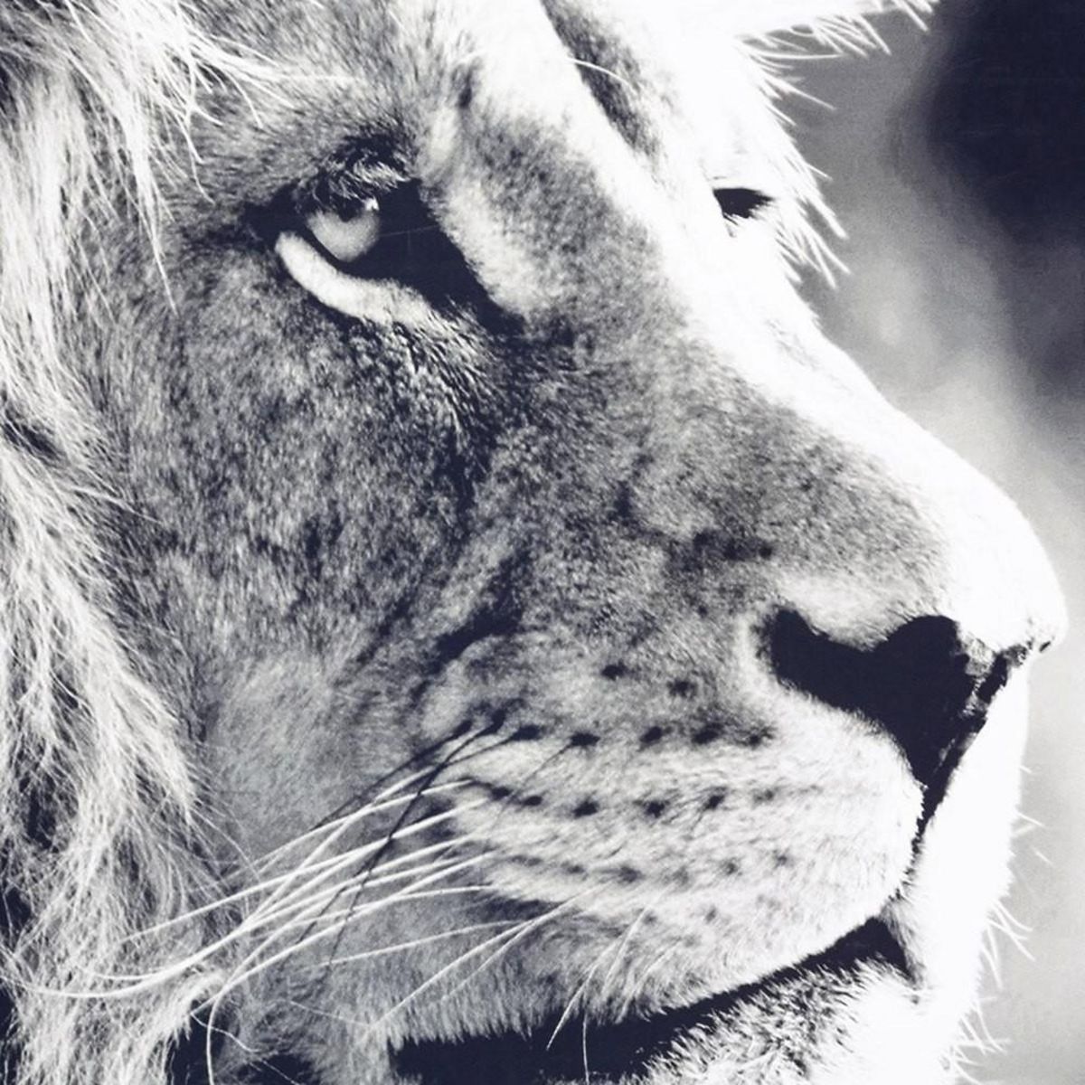 ATMOSPHERA Tableau toile Lion 73x110 cm