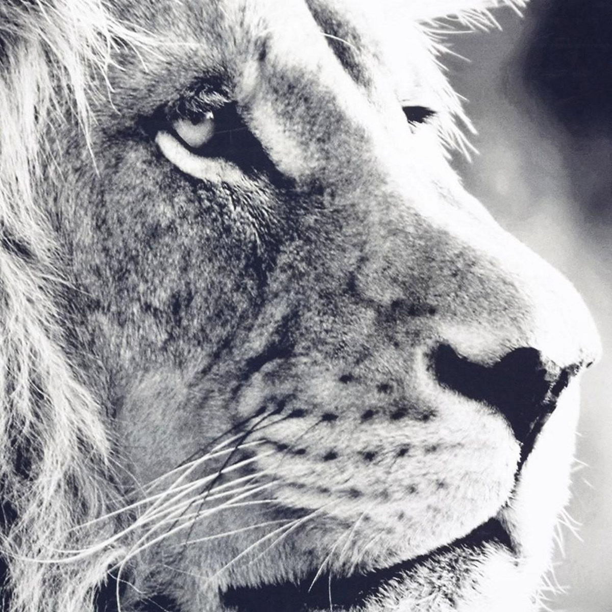 ATMOSPHERA Tableau toile Lion 73x110 cm