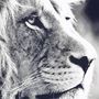 Voir la diapositive 3 : ATMOSPHERA Tableau toile Lion 73x110 cm