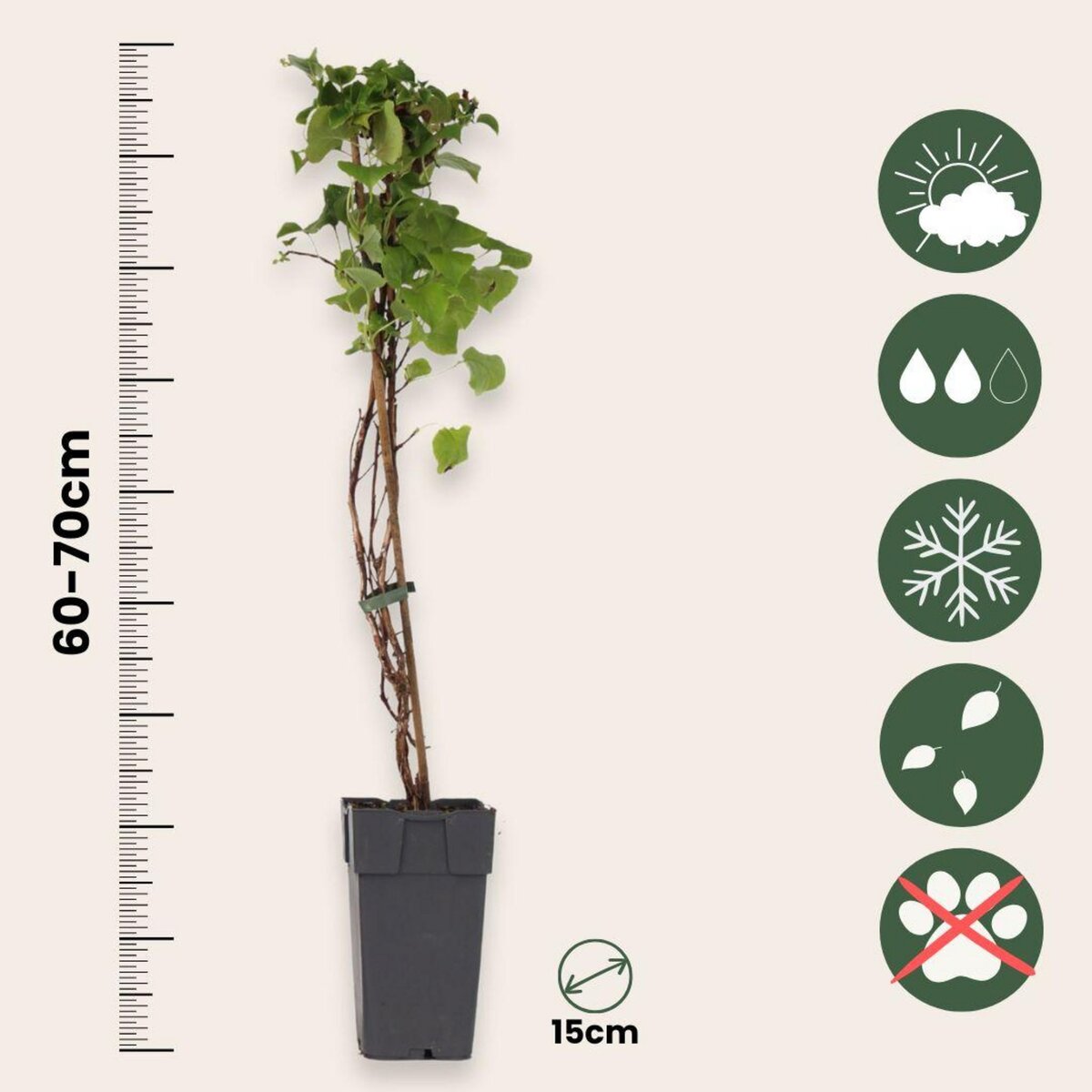 PLANT IN A BOX Hortensia - Set de 2 - Hydrangea anomale Petiolaris - Hauteur 60-70cm - ⌀15cm