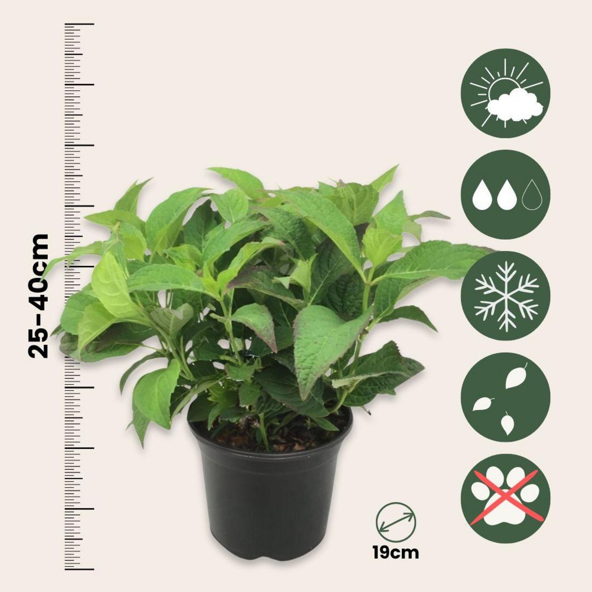 PLANT IN A BOX Hortensia - Hydrangea serrata 'Summerglow' - Hauteur 25-40cm - ⌀19cm