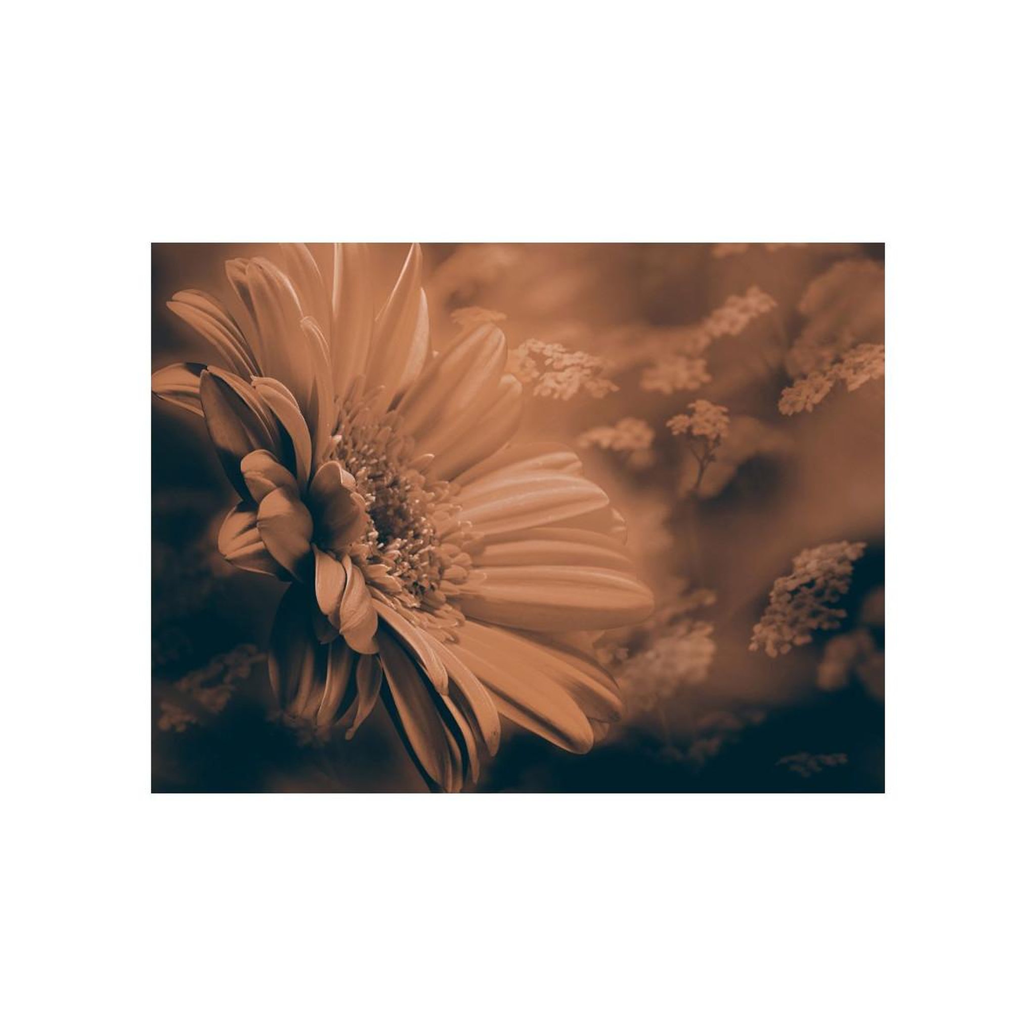 Voir la diapositive 2 : Paris Prix Papier Peint  Gerbera in Bronze