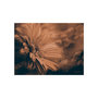 Voir la diapositive 2 : Paris Prix Papier Peint  Gerbera in Bronze