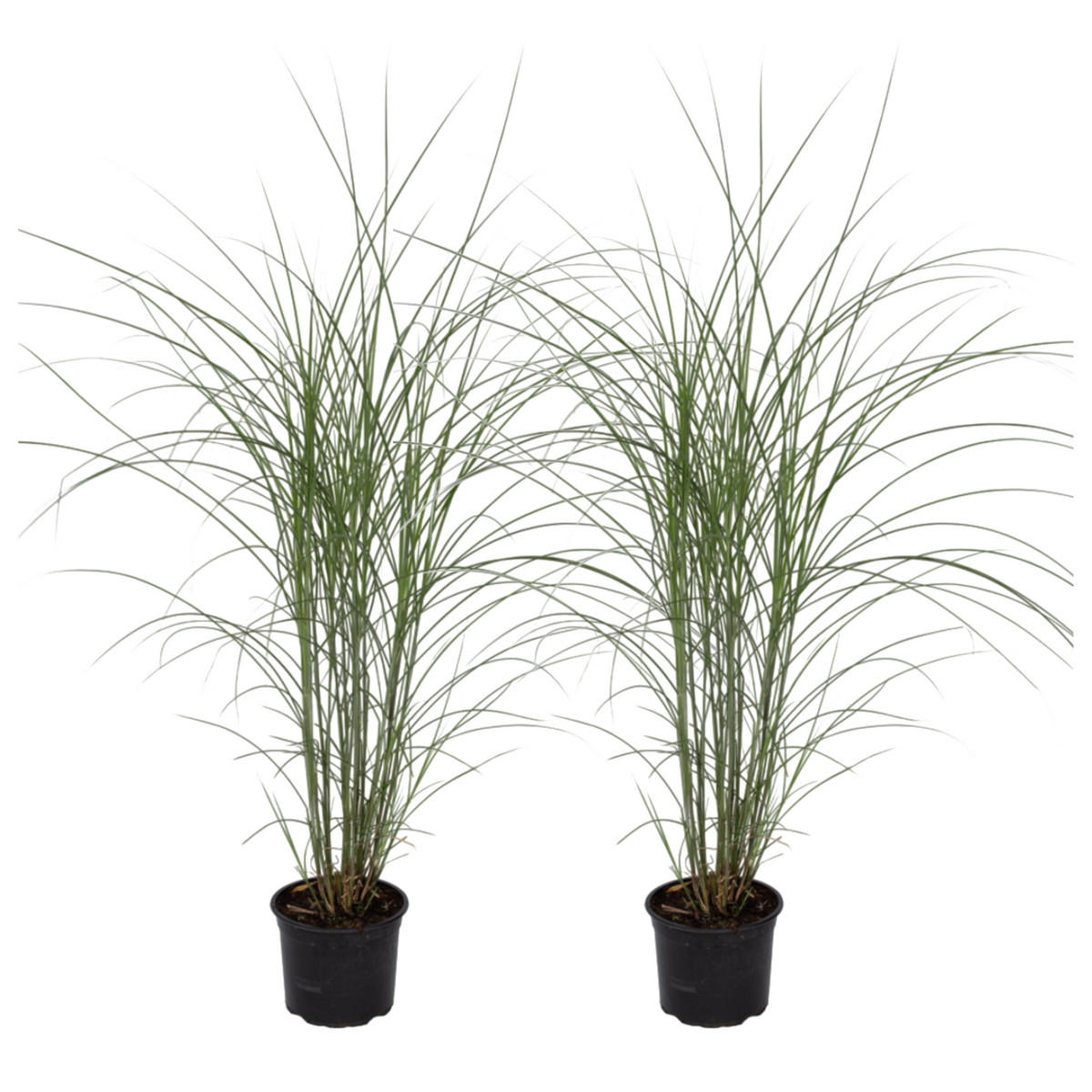 PLANT IN A BOX Roseau de Chine - Set de 2 - Miscanthus 'Silberspinne' - Hauteur 20-30cm - ⌀23cm