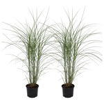 PLANT IN A BOX Roseau de Chine - Set de 2 - Miscanthus 'Silberspinne' - Hauteur 20-30cm - ⌀23cm