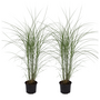 Voir la diapositive 1 : PLANT IN A BOX Roseau de Chine - Set de 2 - Miscanthus 'Silberspinne' - Hauteur 20-30cm - ⌀23cm