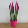Voir la diapositive 4 : PLANT IN A BOX Sansevieria cylindrique - Hauteur 20-40cm - Pot 9cm