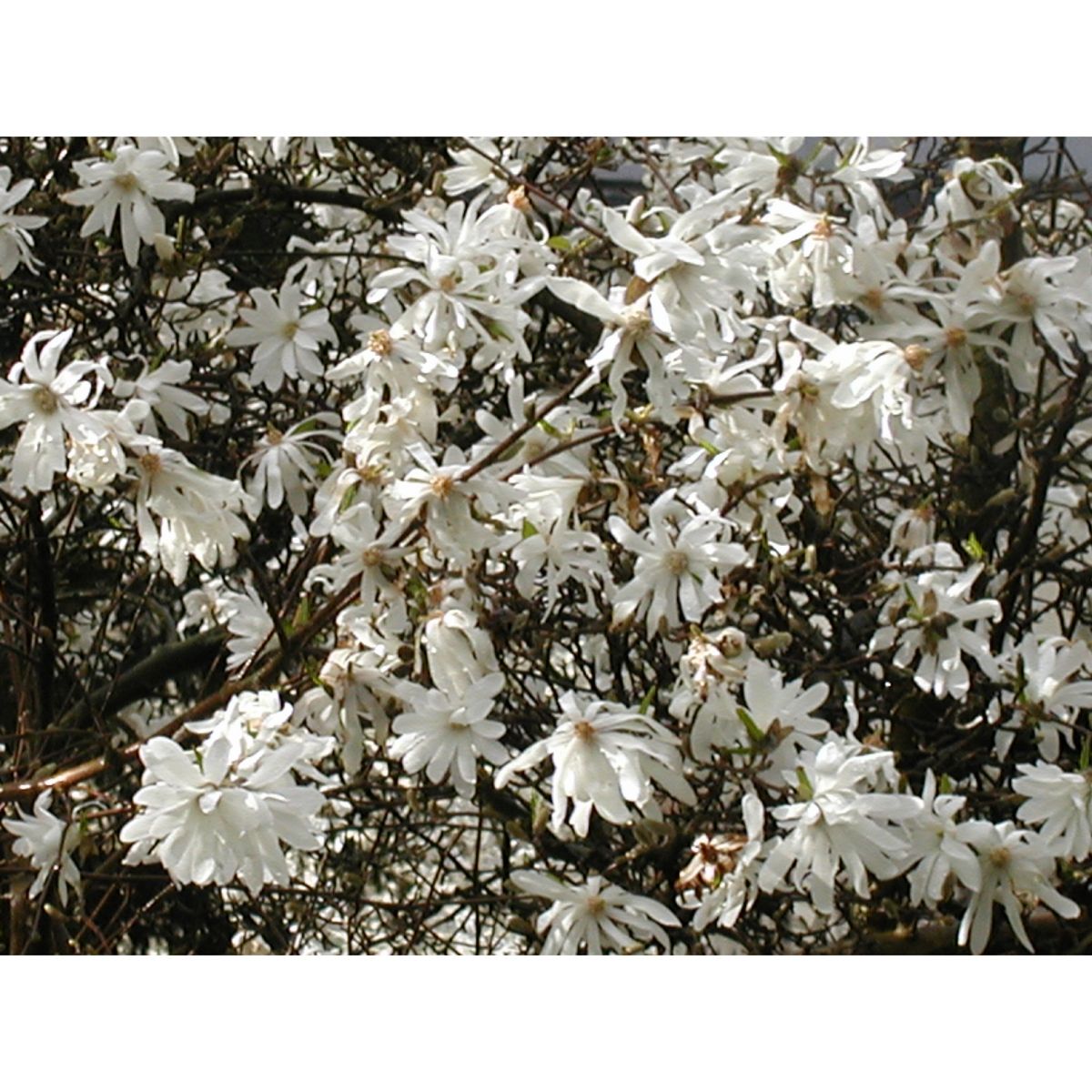 Magnolia Caduc ou Magnolia étoilé