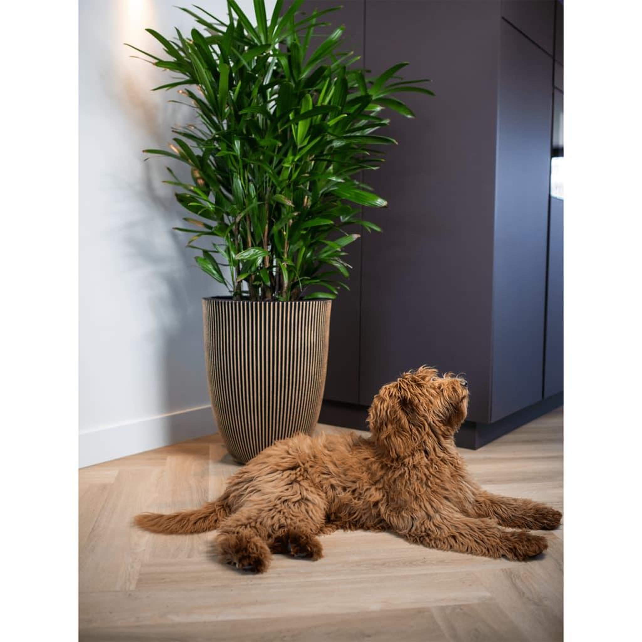 Voir la diapositive 1 : CAPI Capi Vase elegant Groove 34x46 cm Noir et dore