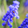 Voir la diapositive 3 : PLANT IN A BOX Perce-neige - Set de 50 - Muscari 'Magic Mix' - Bulbes à fleurs