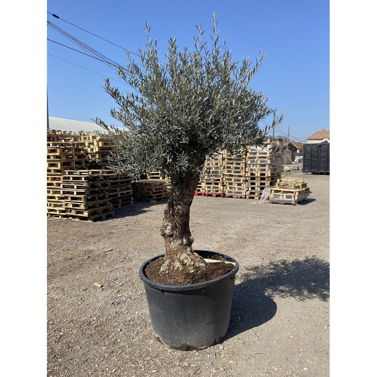 Olivier (Olea europea) - Tronc 60/80cm - H180/200cm