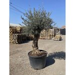Olea europea - olivier Tronc 60/80cm  H180/200cm