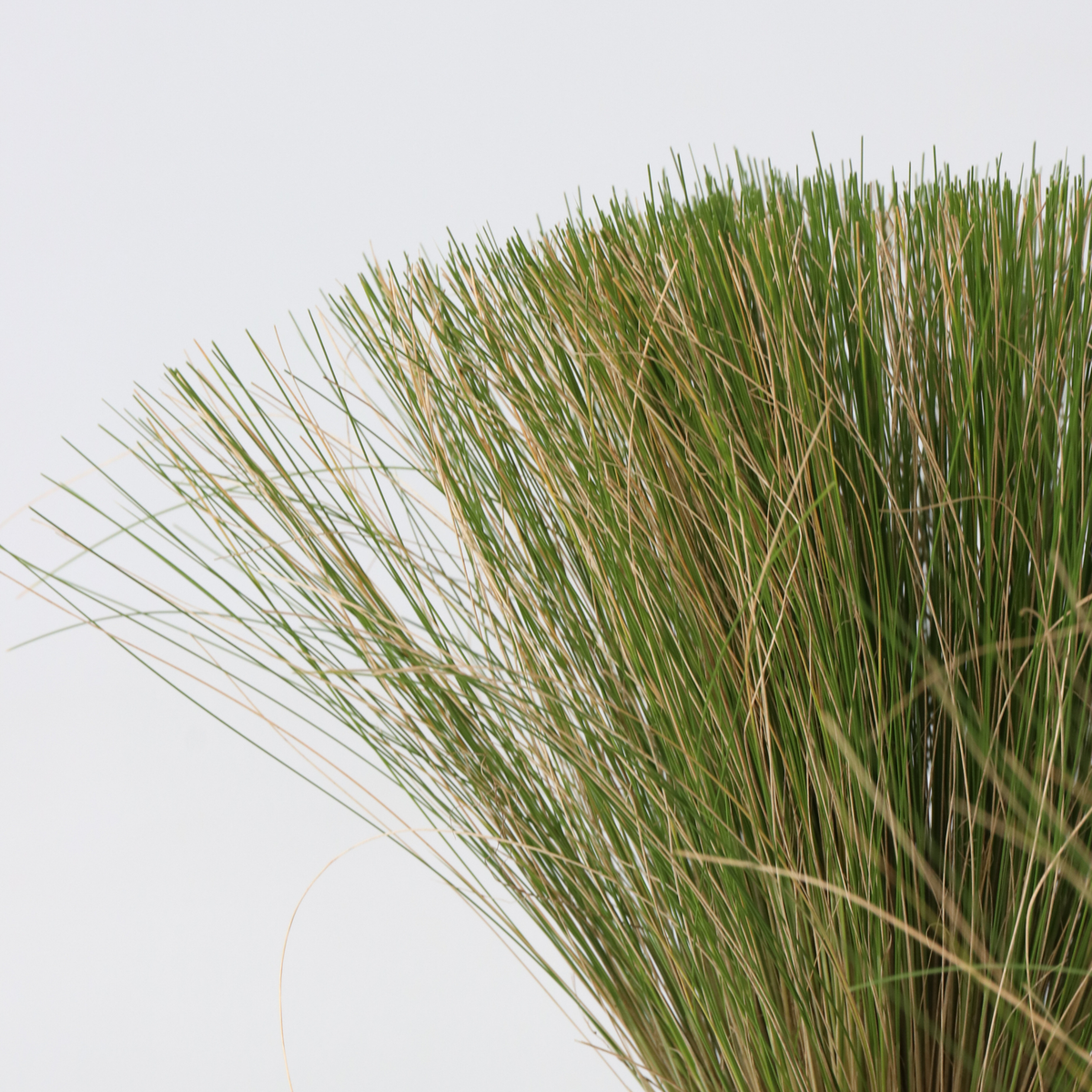 PLANT IN A BOX Herbe aux plumes - Set de 6 - Stipa tenuifolia 'Pony Tails' - H20-30cm - ⌀9cm