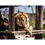 Voir la diapositive 4 : Smartbox Tanière Zoo Refuge : visite guidée VIP à la découverte des animaux pour 2 personnes - Coffret Cadeau Multi-thèmes