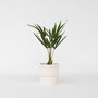 Voir la diapositive 6 : PLANT IN A BOX Palmier de Chine - Trachycarpus Fortunei - Hauteur 35-45cm - ⌀15cm
