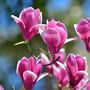 Voir la diapositive 3 : PLANT IN A BOX Arbre à tulipes - Set de 3 - Magnolia 'Susan' - Hauteur 25-40cm - ⌀9cm