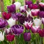 Voir la diapositive 4 : PLANT IN A BOX Tulipe - Set de 35 - Tulipa 'Blueberry' - Bulbes à fleurs - Violet