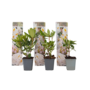 Voir la diapositive 1 : PLANT IN A BOX Buisson à fleurs - Set de 3 - Rhododendron 'Cunningham' - H25-40cm - ⌀9cm