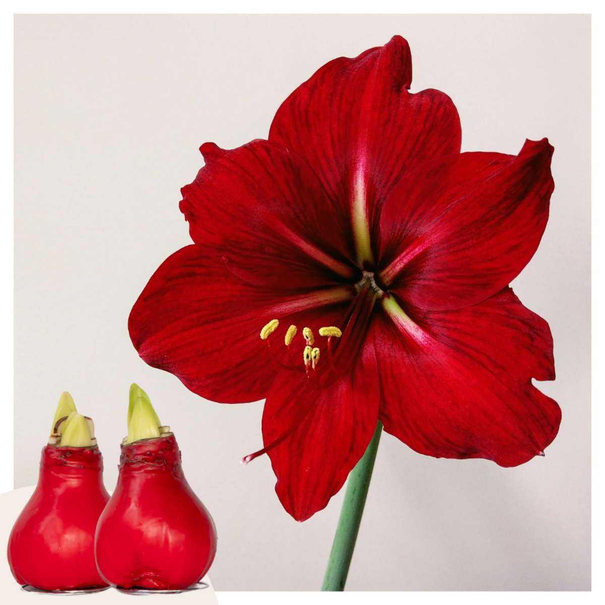 PLANT IN A BOX Amaryllis - Hippeastrum 'Wax Red' - Bulbe de fleur - Rouge