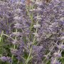  Perovskia atriplicifolia Blue spire - Le pot / 8cm / Hauteur livrée 10-20cm - Willemse
