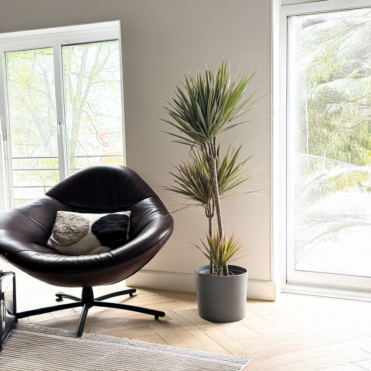 PLANT IN A BOX Dragonnier - Dracaena marginata 'Bicolor' - Hauteur 110-130cm - ⌀24cm