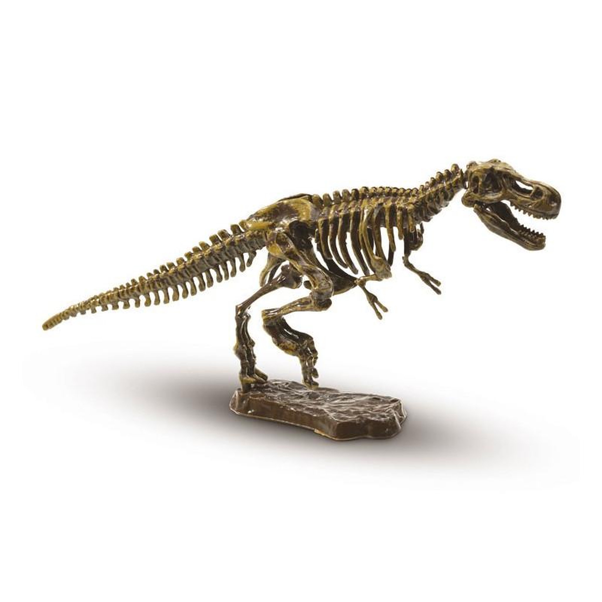 Voir la diapositive 3 : SES SES Recherche ton Tyrannosaure