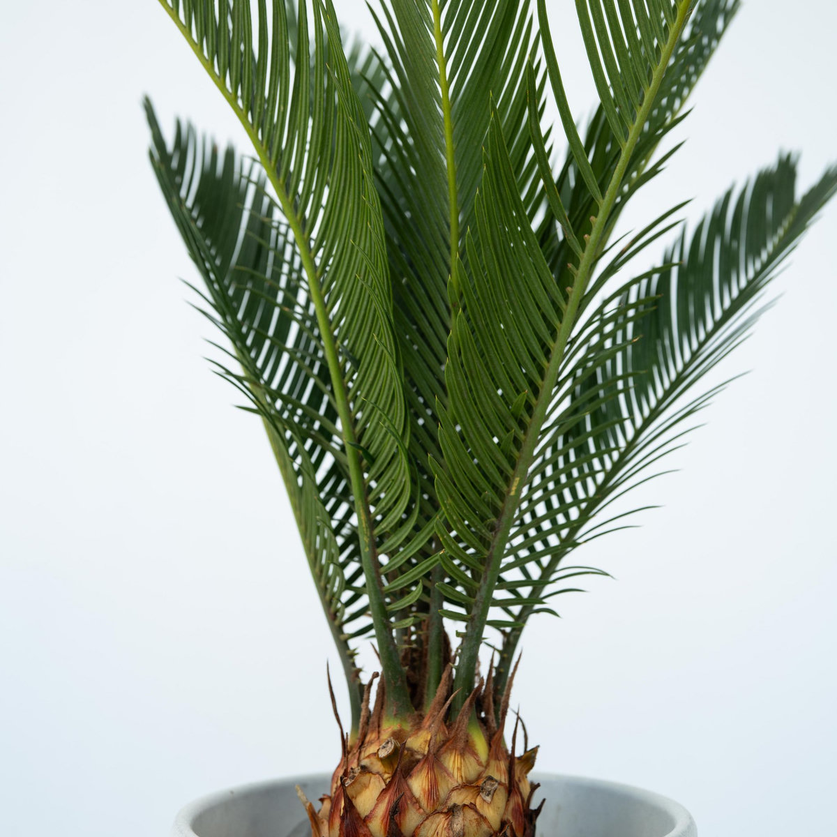 PLANT IN A BOX Sagou du Japon - Set de 2 - Cycas revoluta - Hauteur 45-60cm - ⌀15cm