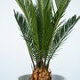 Voir la diapositive 3 : PLANT IN A BOX Sagou du Japon - Set de 2 - Cycas revoluta - Hauteur 45-60cm - ⌀15cm
