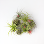 Voir la diapositive 6 : PLANT IN A BOX Plante aérienne - Set de 10 - Tillandsia - Hauteur 5-15cm - ⌀5cm