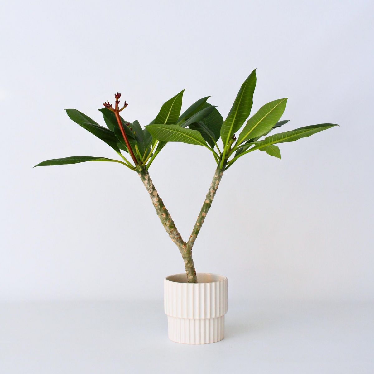PLANT IN A BOX Frangipanier hawaii - Plumeria rubra 'Blanc' - Hauteur 55-70cm - ⌀17cm