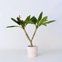 Voir la diapositive 5 : PLANT IN A BOX Frangipanier hawaii - Plumeria rubra 'Blanc' - Hauteur 55-70cm - ⌀17cm